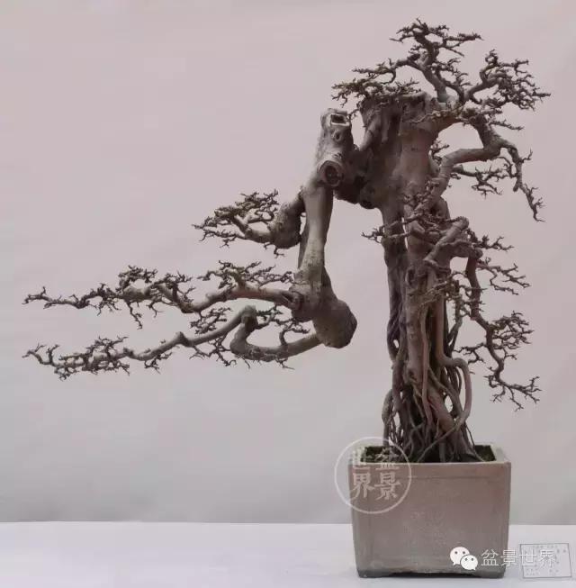 根艺盆景大全欣赏,文人根艺盆景精品大全图