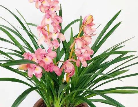 兰花品种大全简介,兰花种类讲解视频