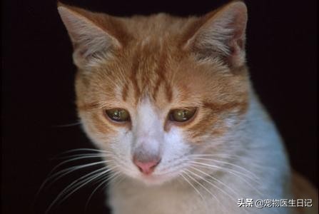 猫咪即将去世找主人,猫咪即将离世和主人告别
