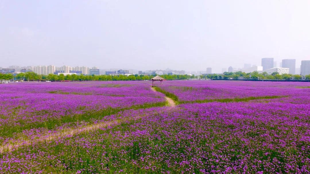 百亩花海竞相开放视频,余杭径山花海