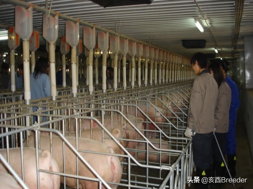 母猪发情鉴定及最佳配种时间判断，养母猪必会发情鉴定和适时配种