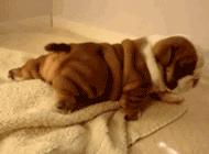 ilovedog,ilovedog是什么意思