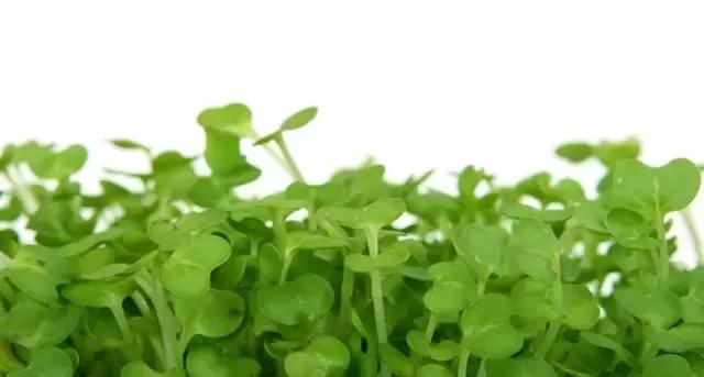 摆盘装饰花草叫什么名字,厨房摆盘装饰花草名称