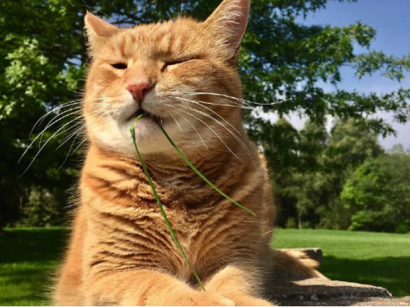 猫咪没病就挑食强行喂,猫咪该怎么喂食更健康
