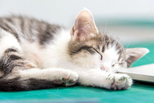 猫粮需要倒满吗,猫粮不要囤太多