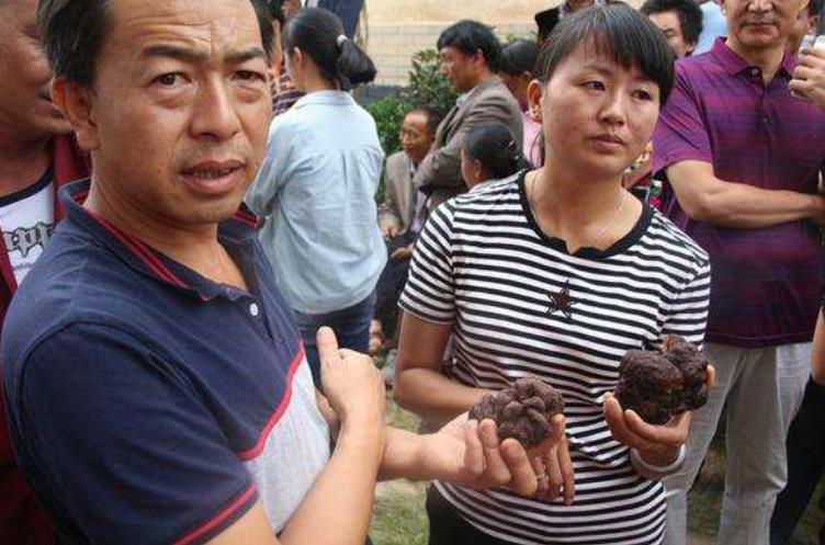 被称“煤球”，长得又丑又难闻，却为世界3大珍馐，一斤卖到600元