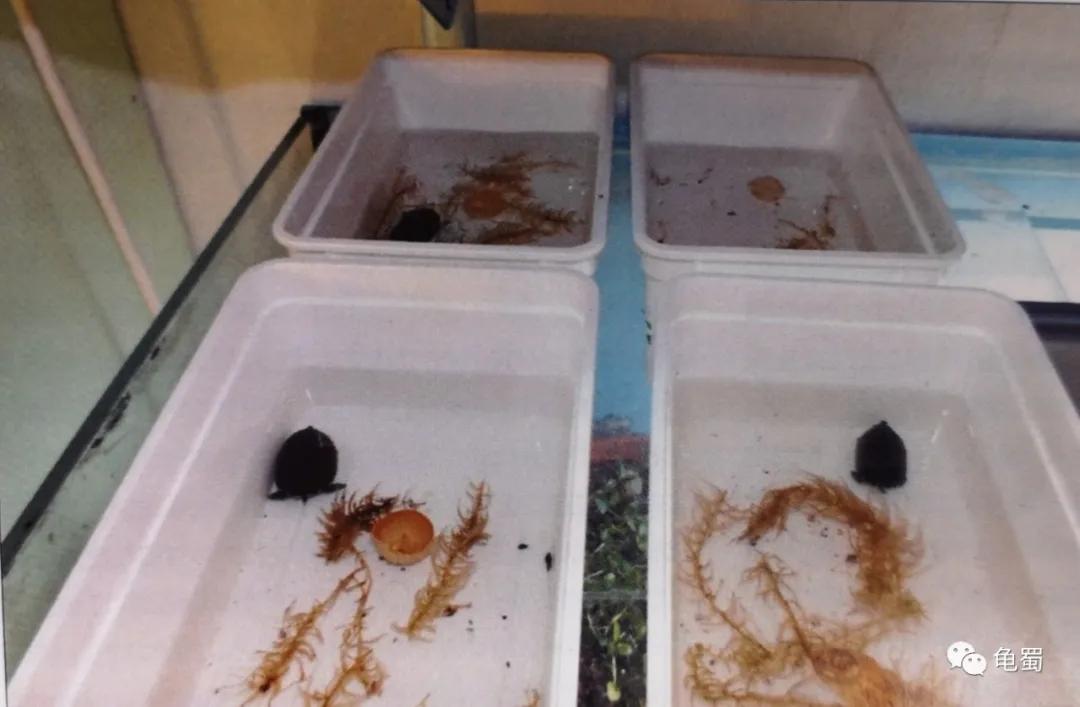 minimonster杭州,minimonster绘本