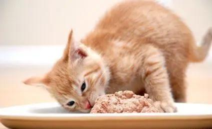 猫咪厌食的原因和解决方法,猫咪食欲不振最佳解决方法