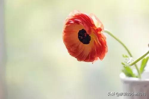 水是冰的泪原唱完整版,歌曲水是冰的眼泪女版