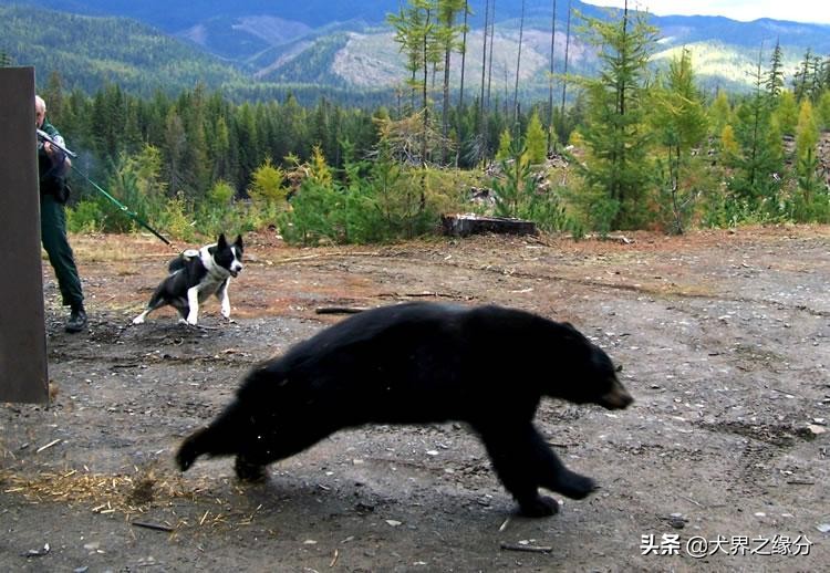 俄罗斯当地的高加索犬,俄罗斯高加索犬猎熊视频大全