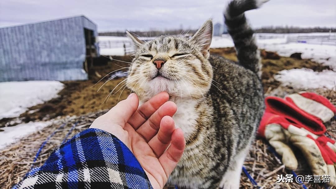 猫咪怀孕生娃铲屎官不能粗心，掌握这些技巧可以妥善照顾好猫妈妈