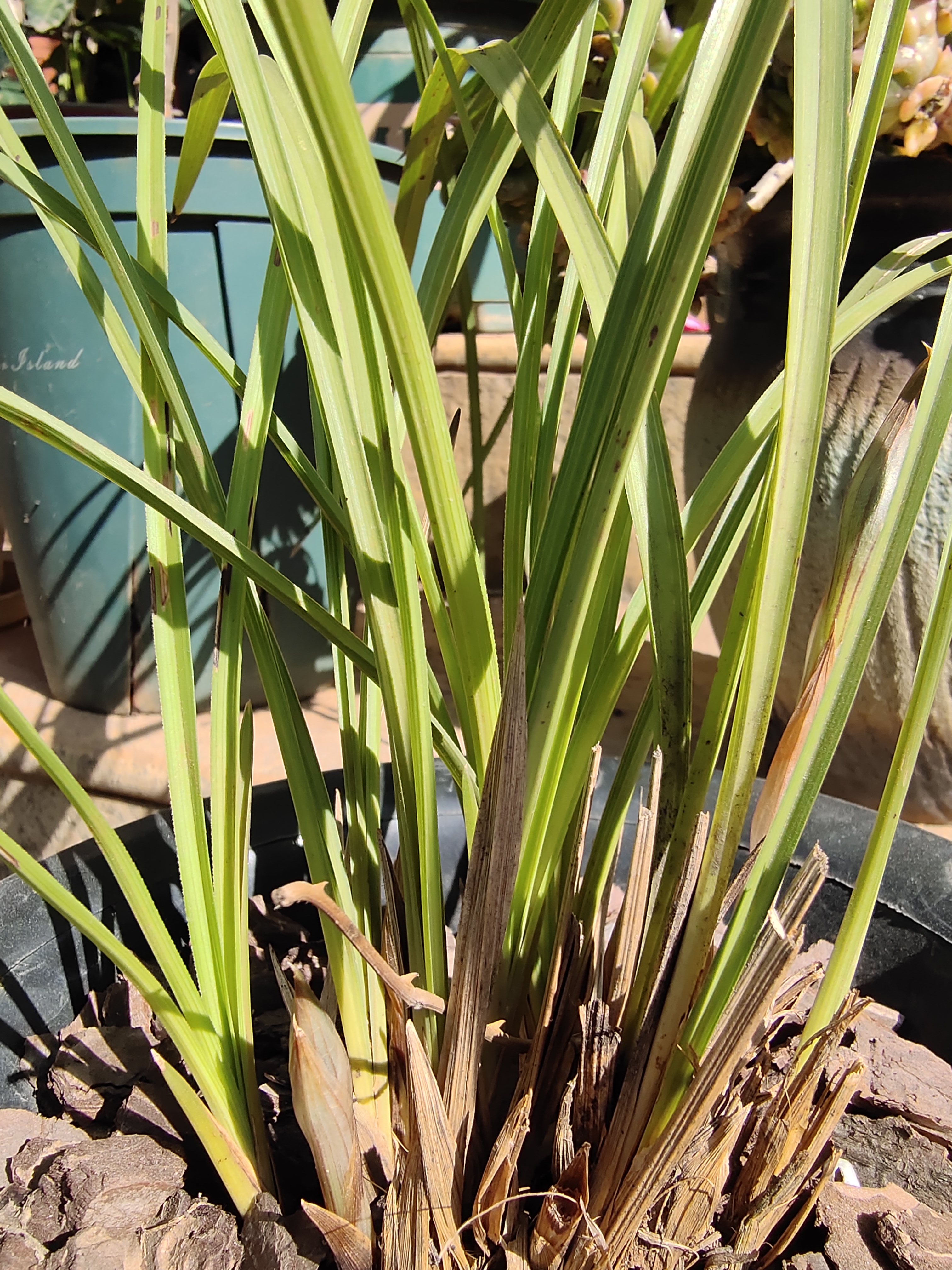 兰花好不好，五个特征“有目共睹”，若你的苗符合，值得炫耀