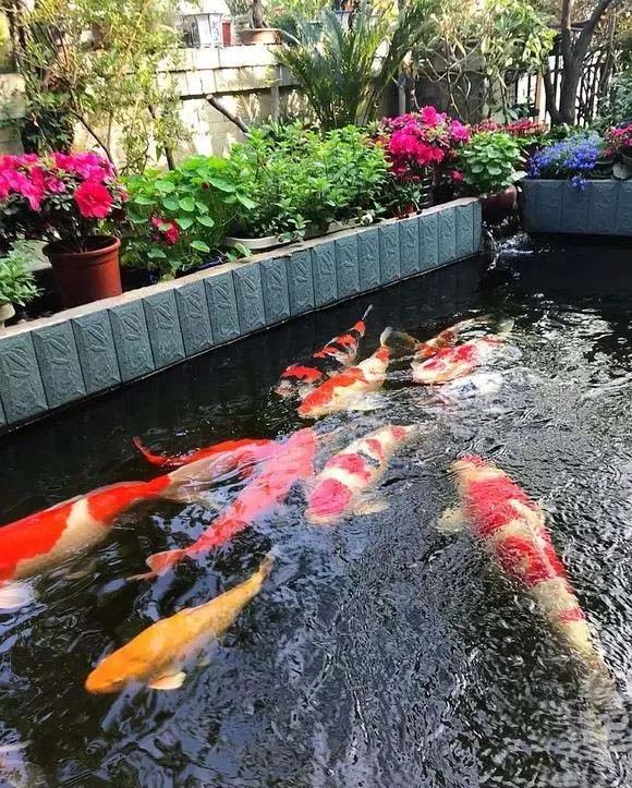 锦鲤怎么着色才好看,锦鲤观赏鱼怎么增色