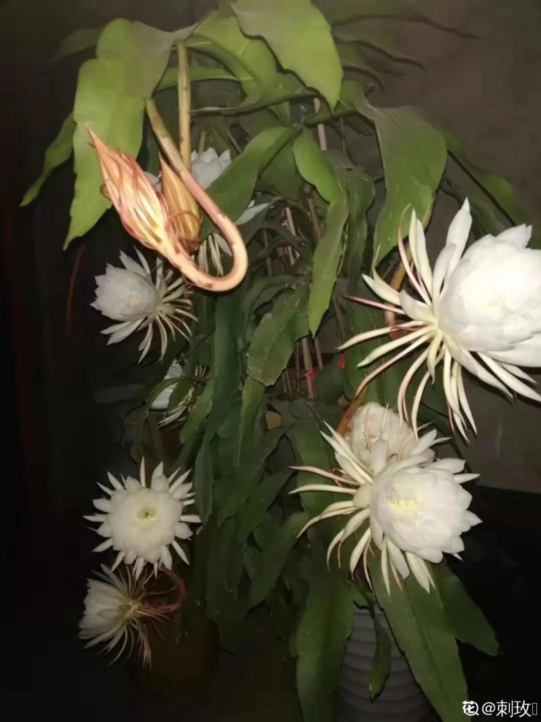 教你如何避开假货买到真品,一张图告诉你怎样分辨假货