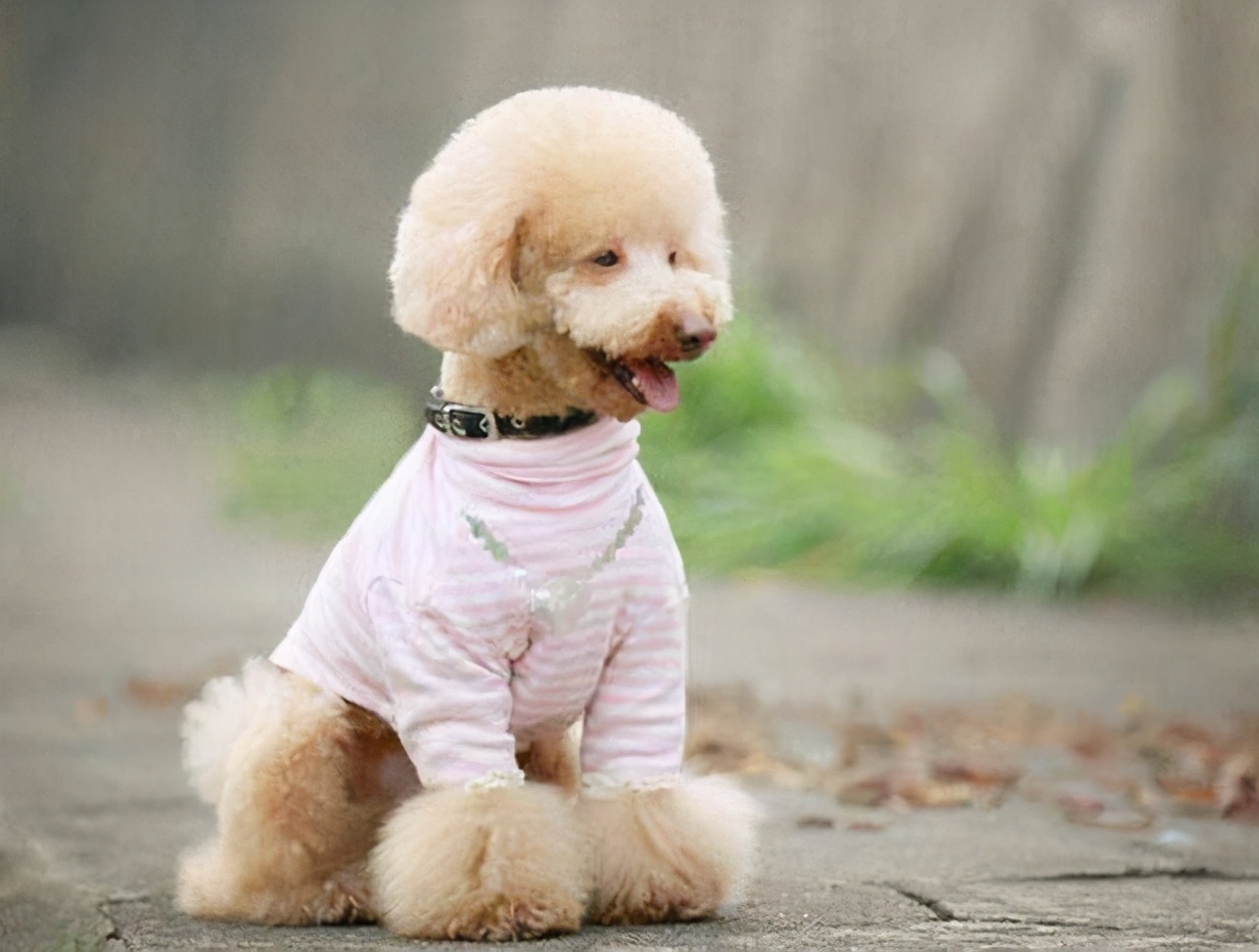 泰迪熊贵宾犬怎么变白,白色贵宾犬吃什么可以让毛变白