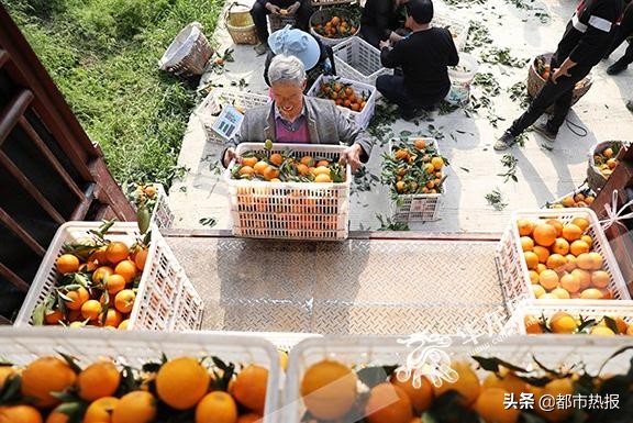 田间地头都是戏重庆奉节有个“犟老头”卖橙玩转直播