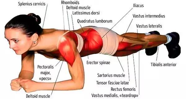 瑜伽平板支撑每次需要做多长时间,女性做平板支撑好还是瑜伽好