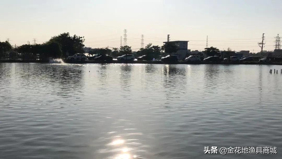 金花钓场,金花地钓鱼门票