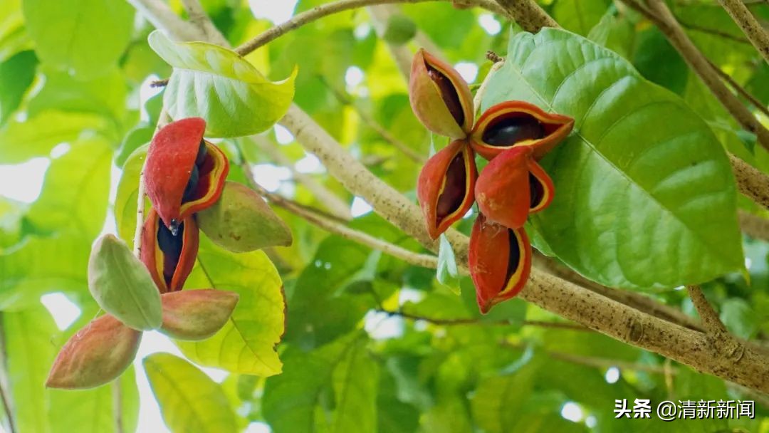 七八月，清西人多了一种“口果”，美味