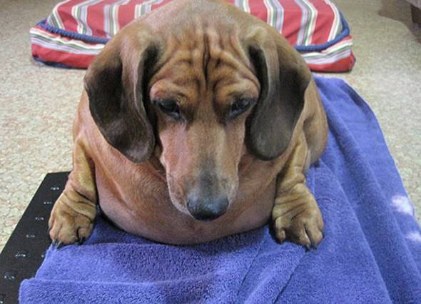 短腿狗腊肠犬,吉尼斯纪录最长的腊肠犬