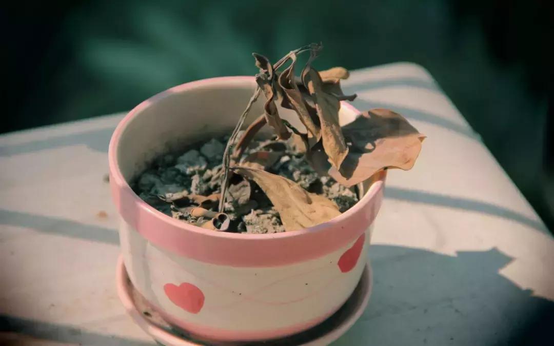 纽约蓝光后，加拿大天空呈罕见火红色光芒，形似恐怖片现场