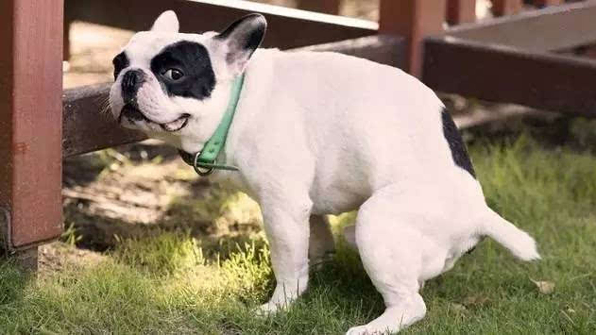 人误食了宠物零食怎么办,宠物误食异物需要拍片吗