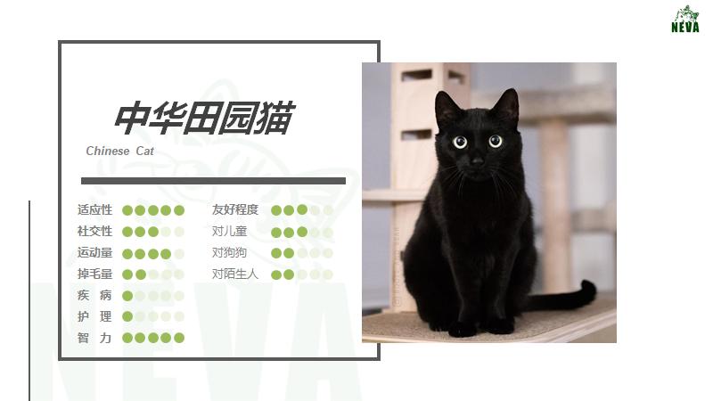 中华田园猫黑猫绿眼,中国田园猫咪黑猫