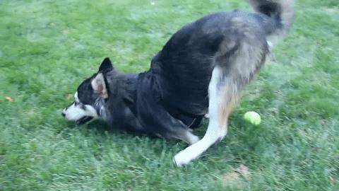 狗狗的前腿断了的特征,狗狗天生前腿畸形还能治么