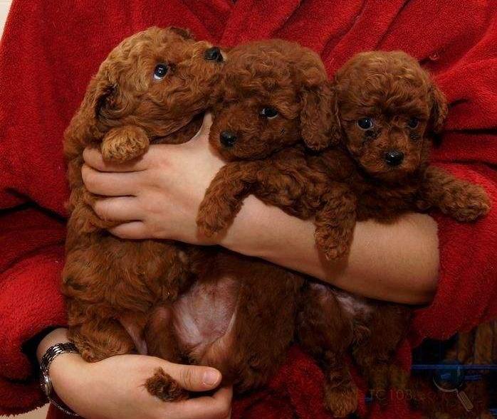 泰迪犬可以在卧室睡么,怎么让泰迪犬睡觉