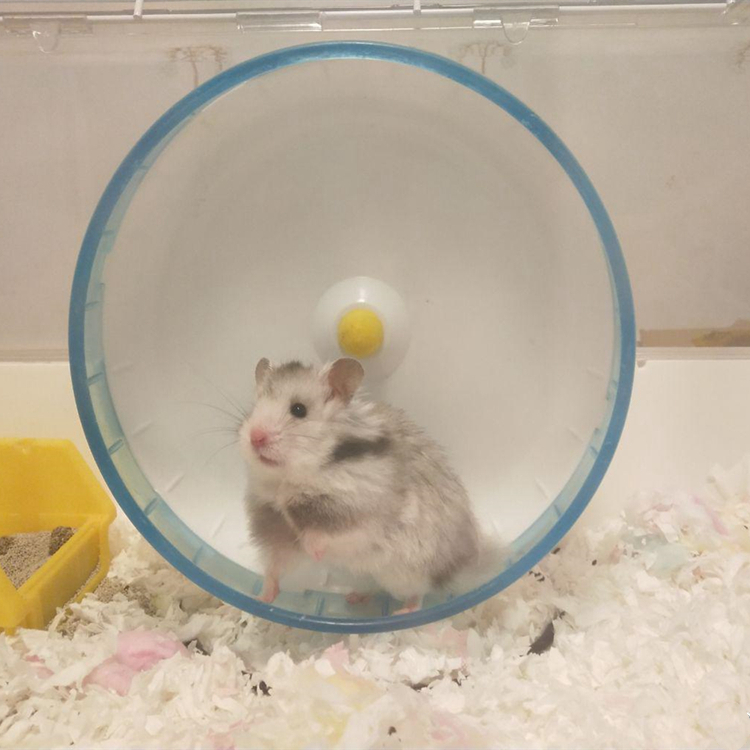 仓鼠从多大开始有领地意识,小黑仓鼠第一次成为鼠王