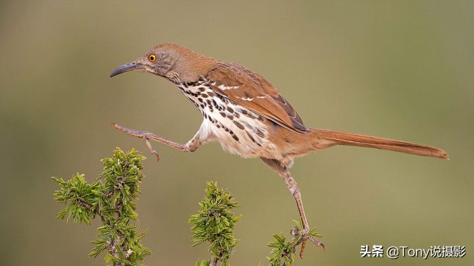 深度揭秘拍摄鸟类,如何拍鸟这些鸟类摄影技巧要学会