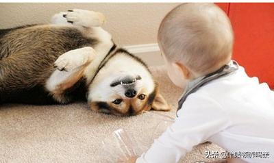 狗狗出现呕吐是什么原因造成的呢,狗狗呕吐的这4个原因