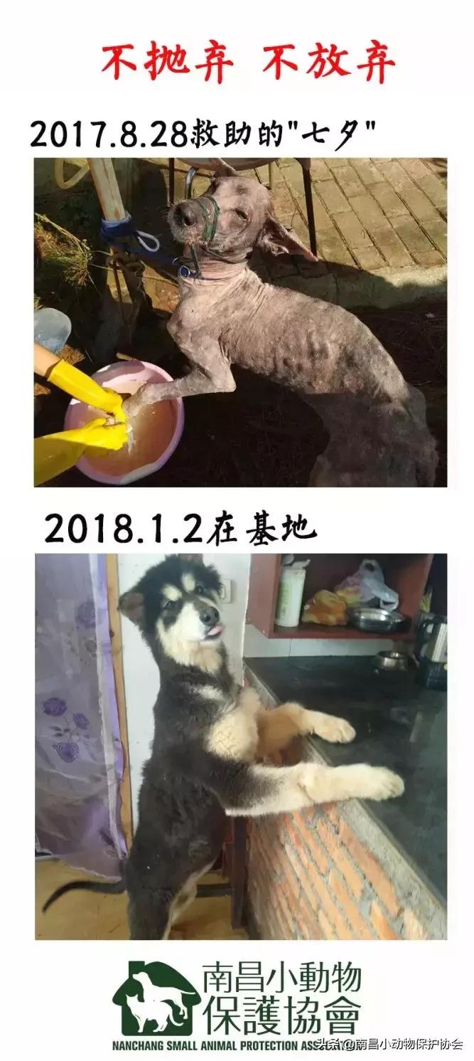 治疗狗皮肤病最见效的药,狗子皮肤病治愈全过程