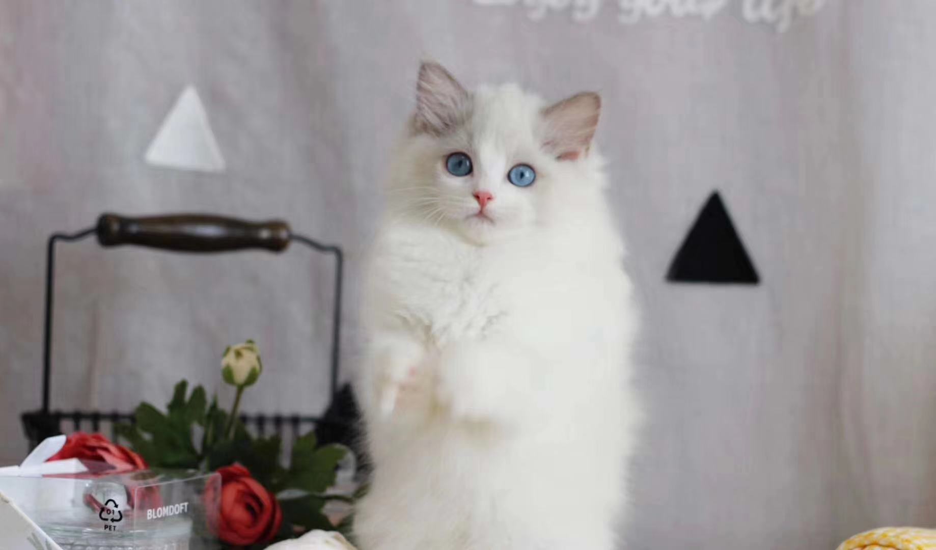 禁养猫名单布偶,养猫不封窗布偶