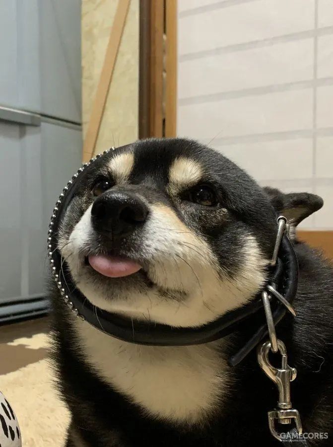 吐舌头的猫是有病吗,吐舌头的喵星人