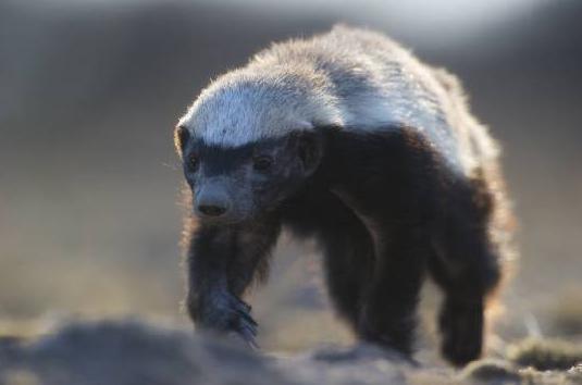 动物界的平头哥是怎么火的,平头哥动物界的扛把子