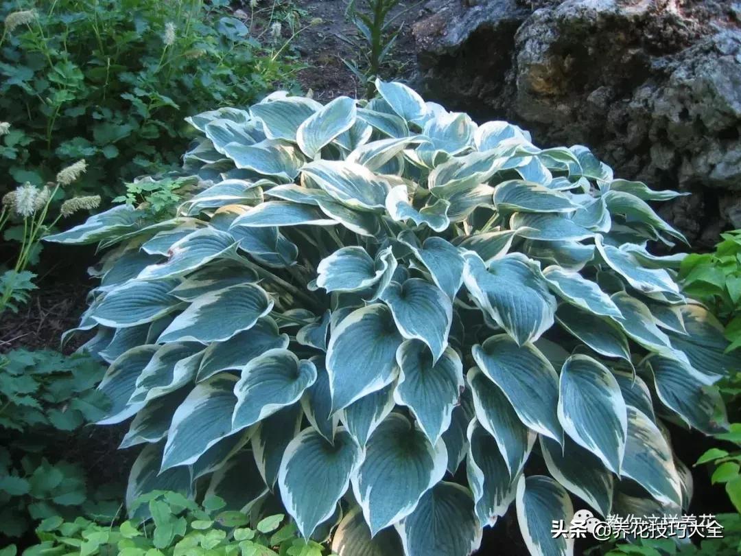 4种耐阴花好看好养活室内也能开,和绿萝长得很像耐阴的植物