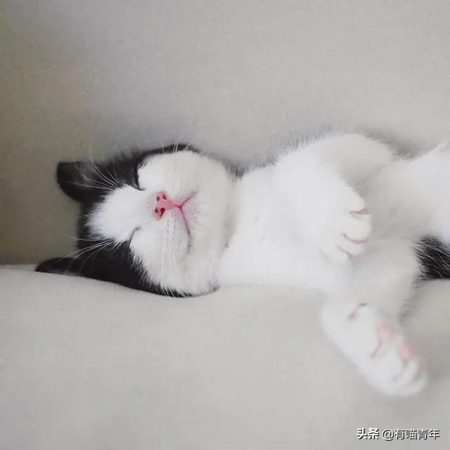 最可怕的5种猫,盘点很可怕的几种猫