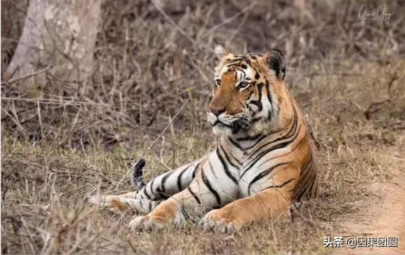 虎王拉贾孩子,虎王拉贾儿子怎么死的