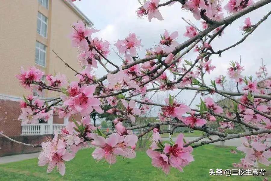 上海立达专升本报名条件,立达学院游学