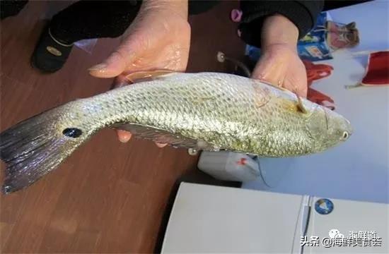 十种最美味海鲜,100种常见海鲜大全图