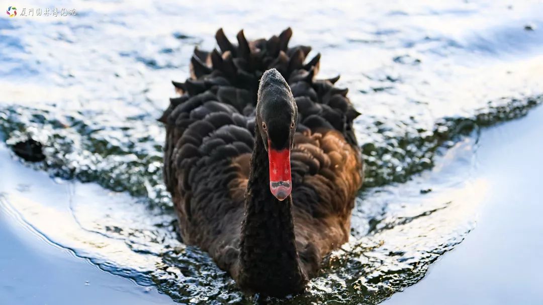 速来!园博苑有让*欲人**罢不能的季相变化之美,还有众多萌物陪伴你~