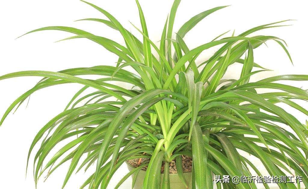 新房室内燃碳能去除甲醛吗,室内新房装修去除甲醛有效的方法