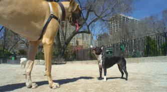 豆瓣9.1，看一次被萌一次，根本顶不住它们的可爱