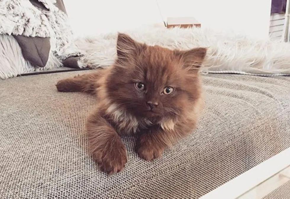 收养的猫特别像自己,领养的猫看着怎么像哈士奇呀