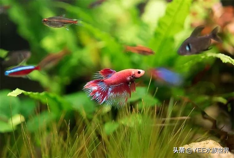 下了盐可以下硝化细菌吗,下了盐为什么会有那么多气泡