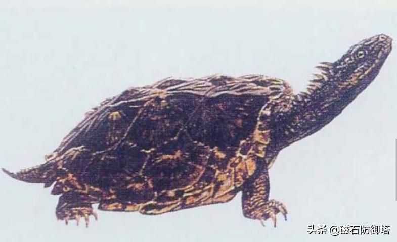 饲养箱爬虫,饲养箱乌龟