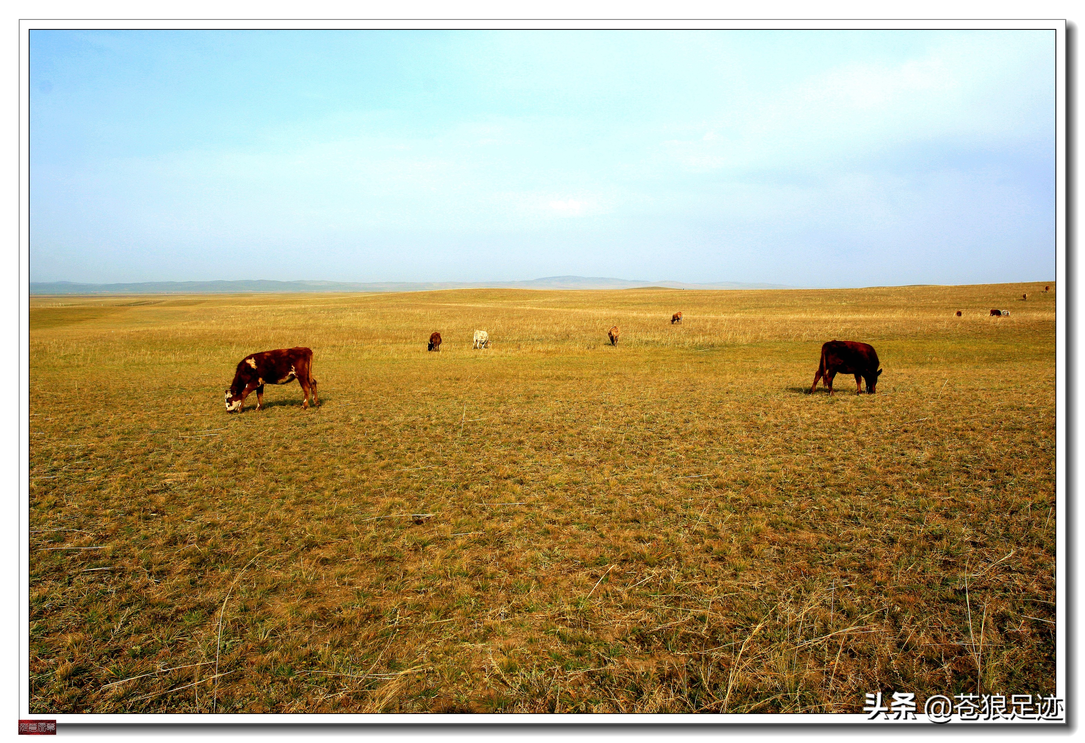 野阔牛羊同雁鹜——雄浑壮阔的贡格尔草原