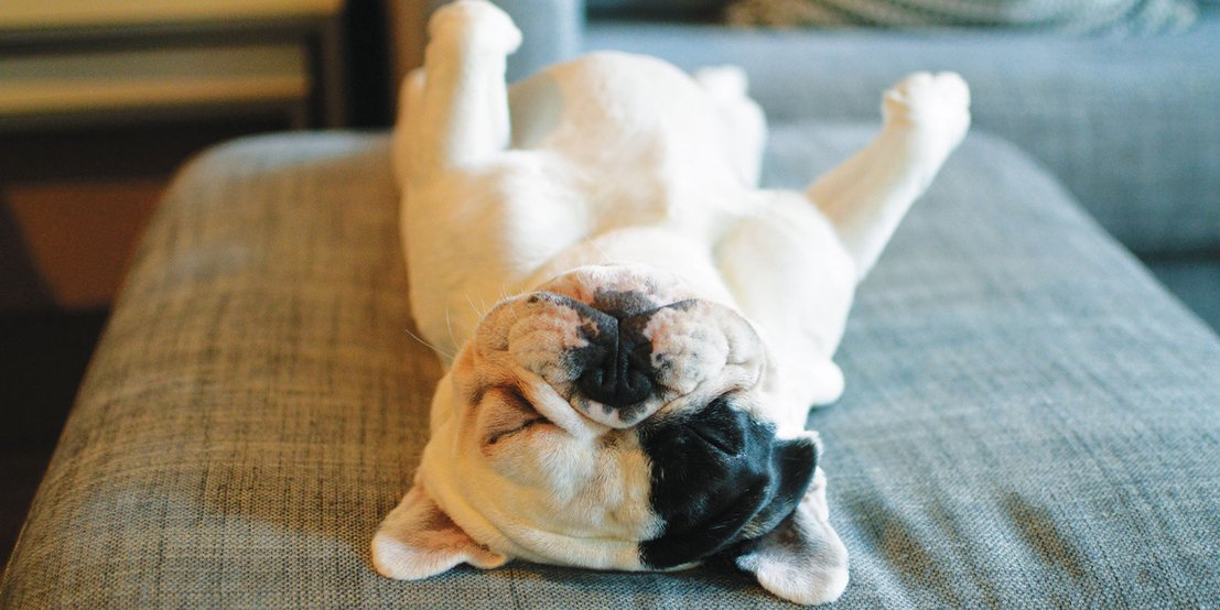 人不如狗系列——Instagram上身价最高的十只汪