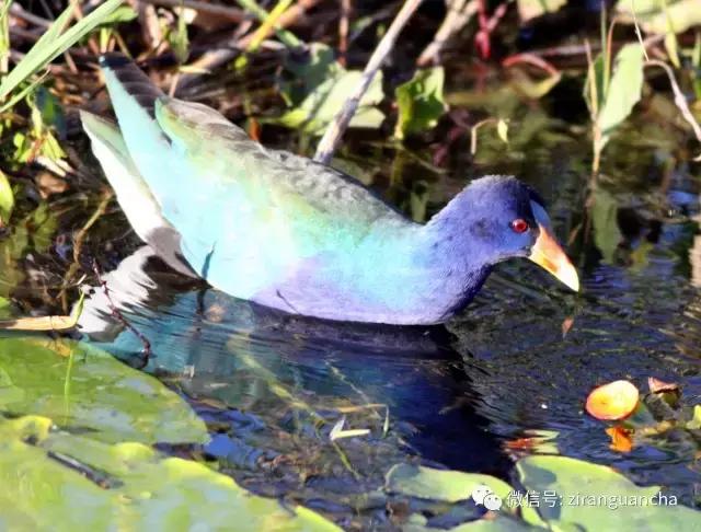 美洲有几种猛禽,美洲三大动物
